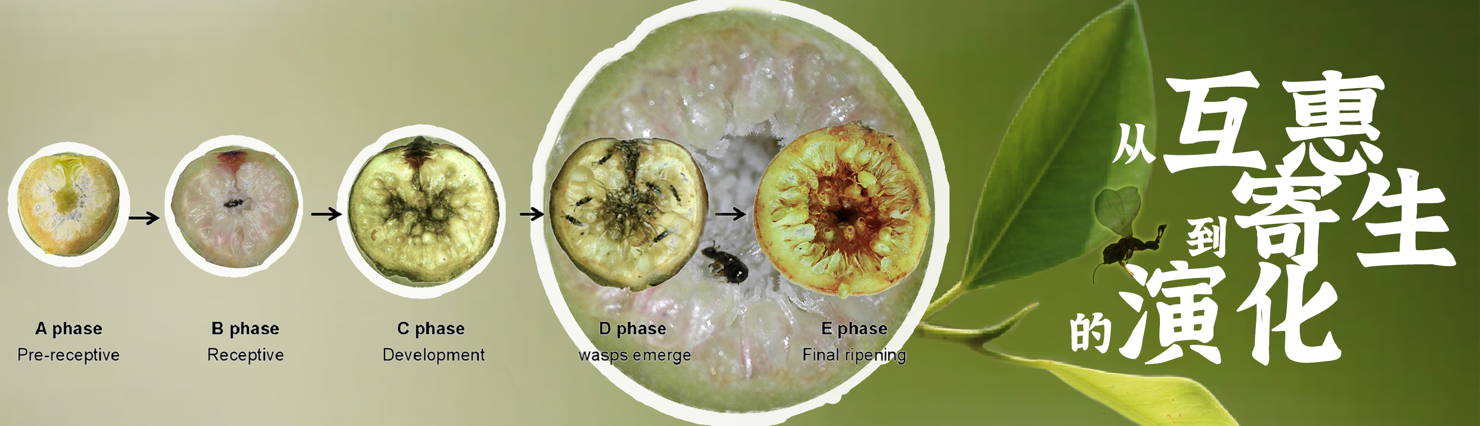 傳粉榕小蜂：從互惠到寄生的演化-V.png