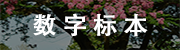 數字標本.png