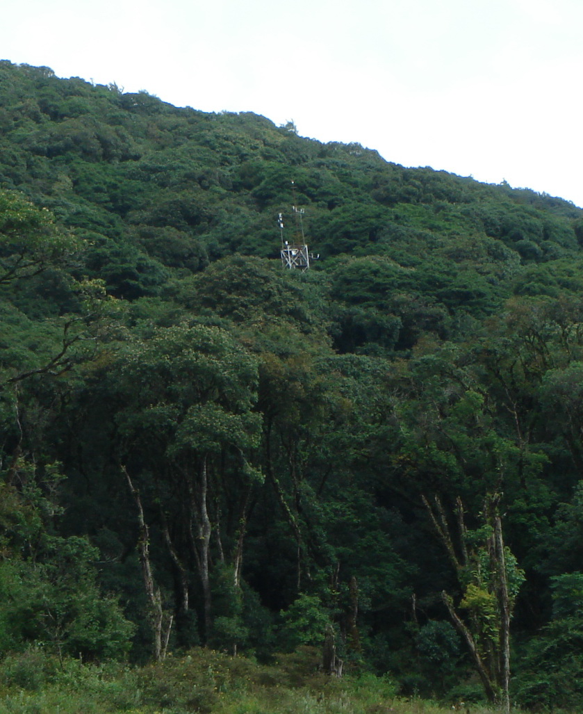 哀牢山亞熱帶山地常綠闊葉林樣地及觀(guān)測鐵塔