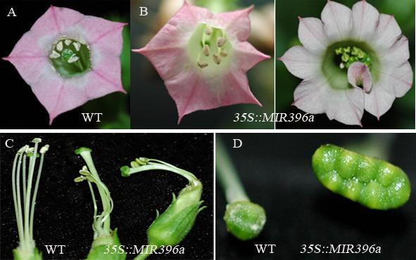 高表達(dá)miRNA396轉(zhuǎn)基因煙草異常發(fā)育的葉和花器官